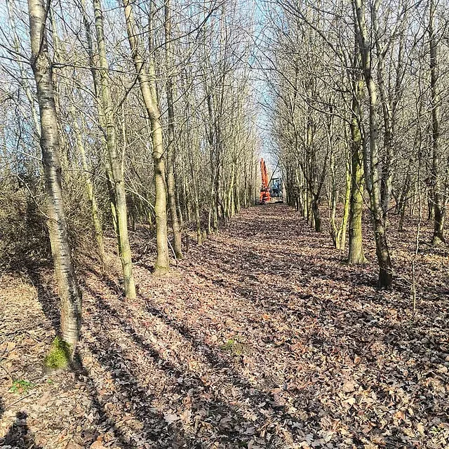 Skovrydning